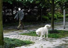 Perros sueltos o atados