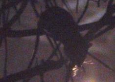 PLAGA RATAS EN BASOTXIKI