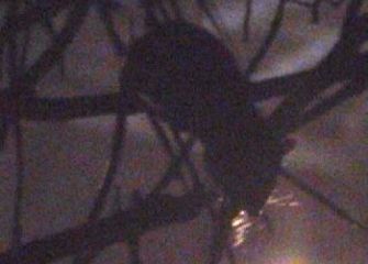 PLAGA RATAS EN BASOTXIKI