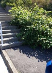 Plantas que invaden el paso de peatones