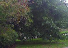 Poda de árboles en Berra-Bidea (Altza)