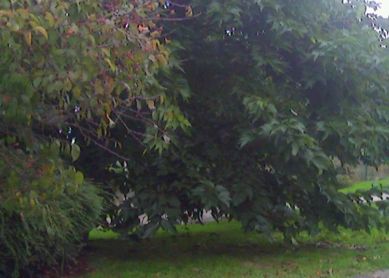 Poda de árboles en Berra-Bidea (Altza)