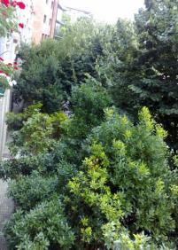 poda de arboles y reparacion de desperfectos en fosos de los mismos