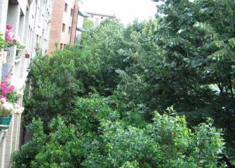 PROMESAS INCUNPLIDAS DE JARDINES DE PASEO DE MONS