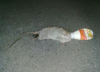 Rata muerta desde hace tres días