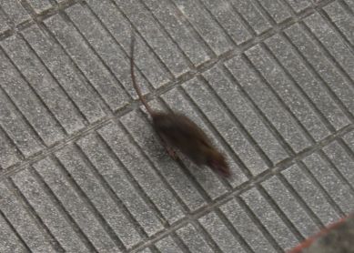 Ratas alimentadas de comida para gatos