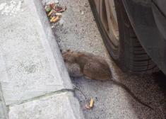 RATAS EN AMARA