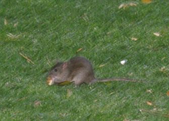 Ratas en el Boulevard