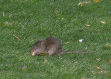 Ratas en el Boulevard