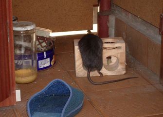 Ratas en el Paseo de Lazkano