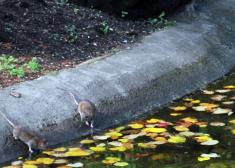 Ratas en La Plaza De Guipuzcoa