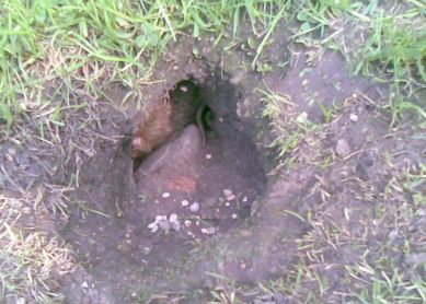 Ratas en la Plaza de Guipuzcoa