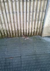 Ratas muertas