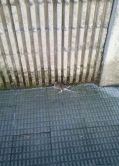 Ratas muertas
