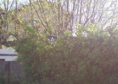 Señal de tráfico oculta