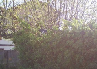 Señal de tráfico oculta