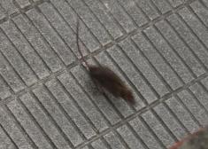 Siguen las ratas en Fanderia y Gabiarrota