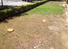 Tala de árboles en el paseo de Ondarreta
