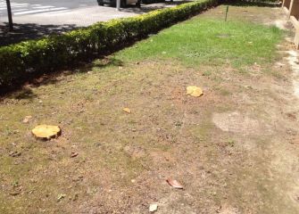 Tala de árboles en el paseo de Ondarreta