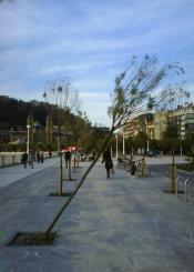 Tamarindos plaza Cervantes