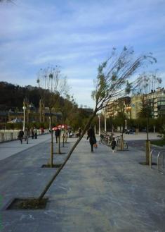 Tamarindos plaza Cervantes