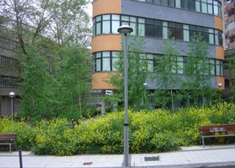 TARZAN EN BIDEBIETA (LA PAZ)