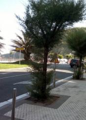 Tarzán también está en GROS