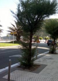 Tarzán también está en GROS