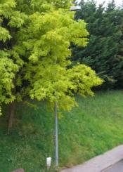 TOLOSA ALUMBRADO DEFICIENTE