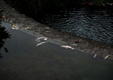 TRUCHAS MUERTAS EN EL RIO OÑATI