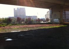 Vuelven las algas en descomposición