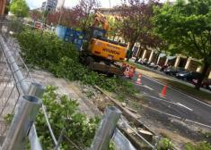 Árboles talados en Intxaurrondo