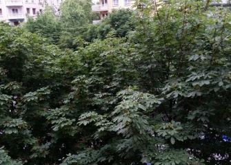 Selva amazónica en Sancho el Sabio