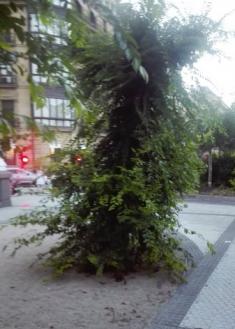 La poda en Donostia