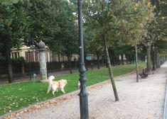 Perros