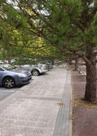 Pinos que invaden la acera