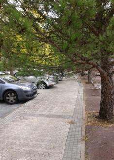 Pinos que invaden la acera