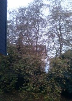 Plataneros de más de 70 años sin podar