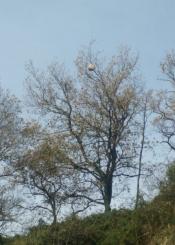 Nido avispa asiatica