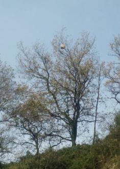 Nido avispa asiatica