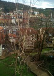 Árboles sin podar