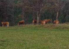 Vacas sin control por los montes de Oiartzun-Añarbe