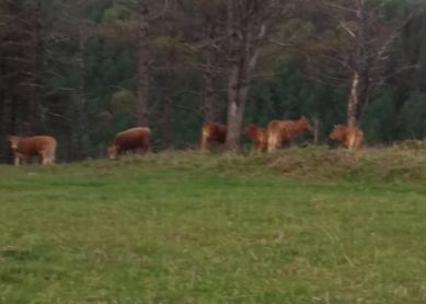 Vacas sin control por los montes de Oiartzun-Añarbe