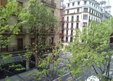 Poda árboles 6:00 a.m.