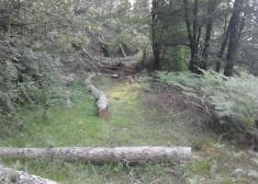 Arboles talados abandonados en medio de la pista en oiartzun-errenteria