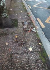 Baldosas levantadas por la raíces  de los árboles 