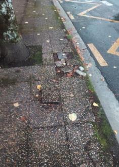 Baldosas levantadas por la raíces  de los árboles 