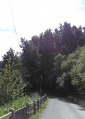 MUTRIKU: PELIGRO, ARBOLES SIN TALAR