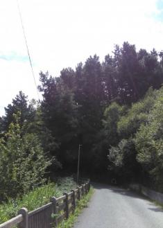 MUTRIKU: PELIGRO, ARBOLES SIN TALAR