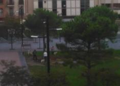 Perros en plaza Cataluña